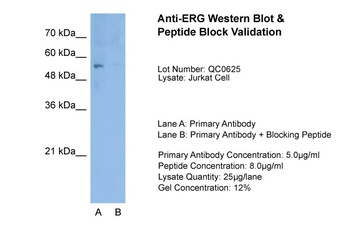 ERG Antibody