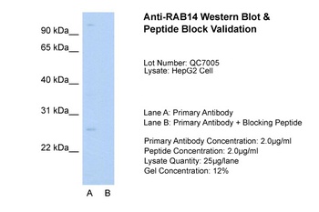 RAB14 Antibody
