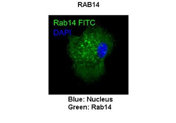 RAB14 Antibody