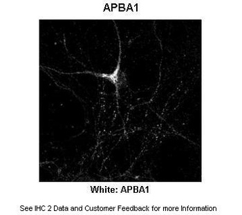 APBA1 Antibody