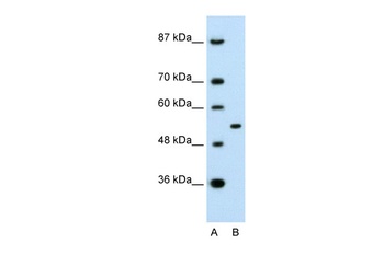 APBA1 Antibody