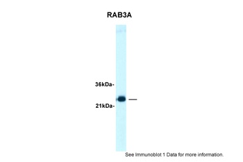 RAB3A Antibody
