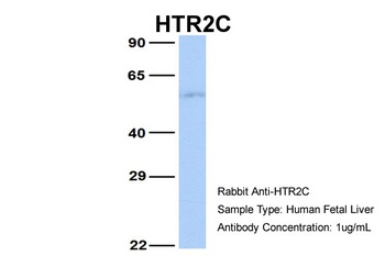 HTR2C Antibody