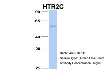 HTR2C Antibody