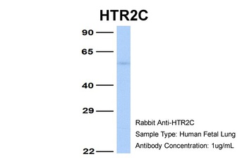 HTR2C Antibody