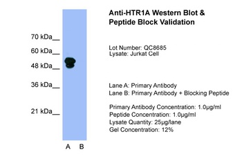 HTR1A Antibody