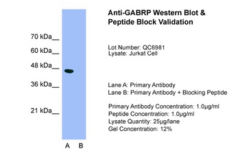 GABRP Antibody