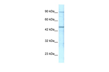 GABRP Antibody