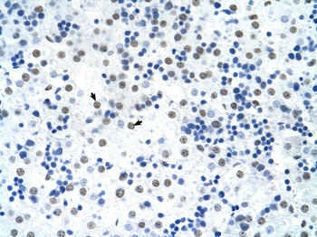 SREBF1 Antibody