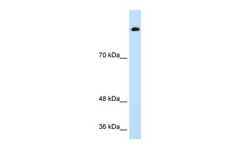 SREBF1 Antibody