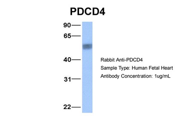 PDCD4 Antibody