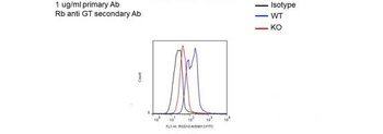 RGS10 Antibody