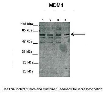 MDM4 Antibody