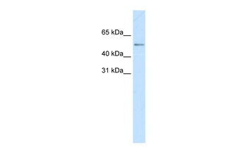 MYC Antibody