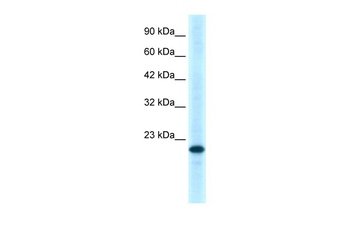 TNFRSF18 Antibody