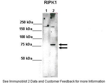 RIPK1 Antibody