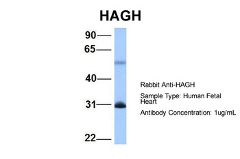 HAGH Antibody