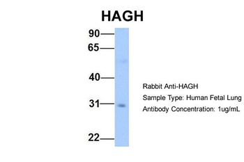 HAGH Antibody