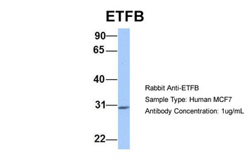 ETFB Antibody