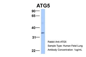 ATG5 Antibody