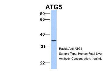 ATG5 Antibody