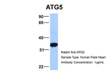 ATG5 Antibody