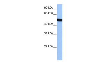 SPATA6 Antibody