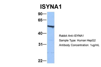 ISYNA1 Antibody