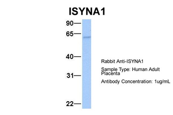 ISYNA1 Antibody