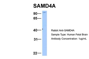 SAMD4A Antibody