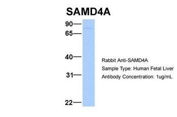 SAMD4A Antibody