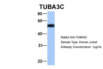 TUBA3C Antibody
