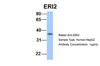 EXOD1 Antibody