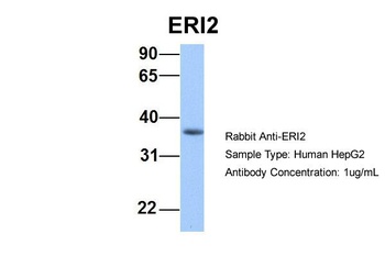 ERI2 Antibody