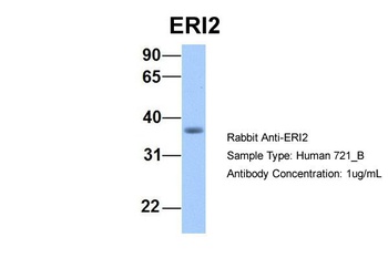 ERI2 Antibody