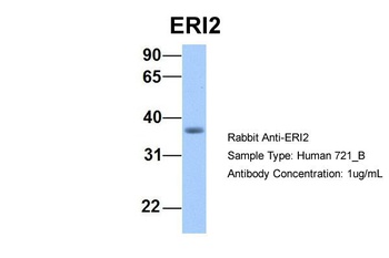 EXOD1 Antibody