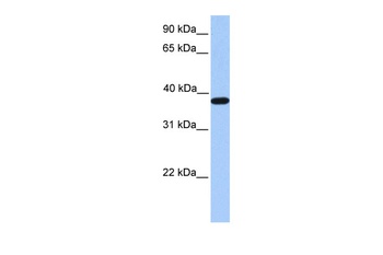 ACTRT2 Antibody