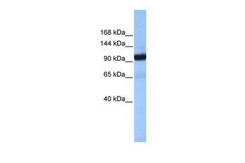COPB1 Antibody