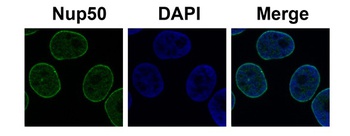 NUP50 Antibody