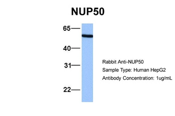 NUP50 Antibody