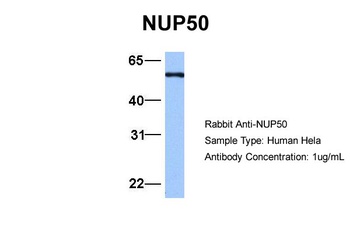 NUP50 Antibody