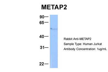 METAP2 Antibody