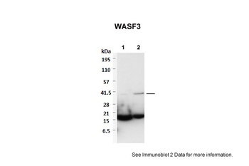 WASF3 Antibody