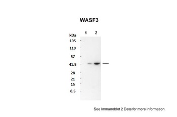 WASF3 Antibody