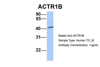 ACTR1B Antibody