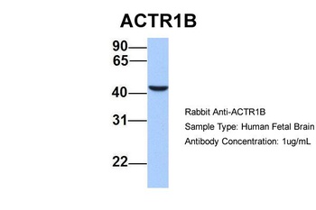 ACTR1B Antibody