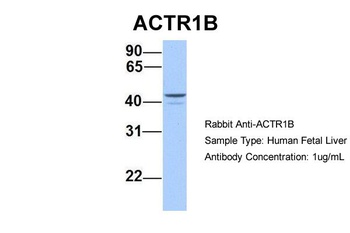 ACTR1B Antibody