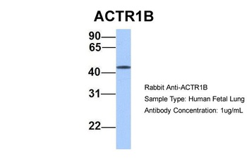 ACTR1B Antibody