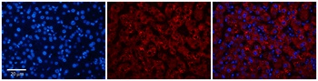 DPH1 Antibody