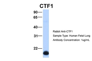 CTF1 Antibody